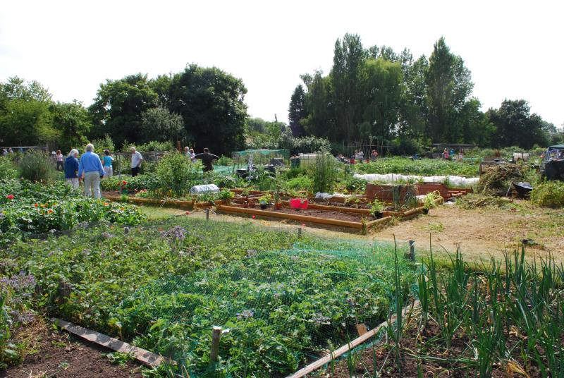 Norwell Allotments / Parish Gardens